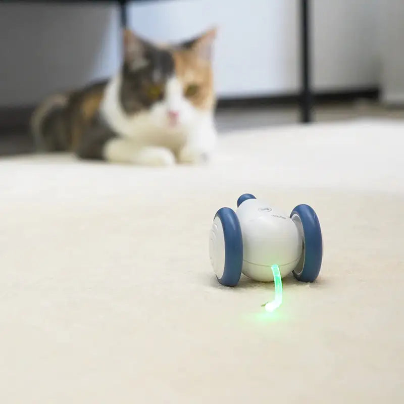 "RolCat" - POPULAARSEIM KASSIDE MÄNGUASI 2024 🌟🌟