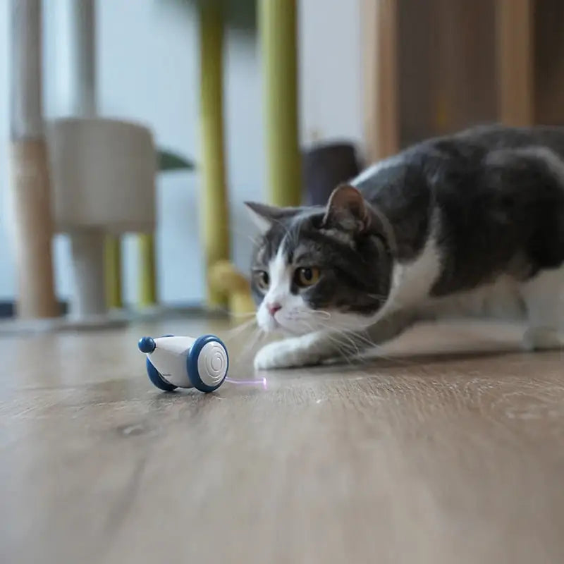 "RolCat" - POPULAARSEIM KASSIDE MÄNGUASI 2024 🌟🌟