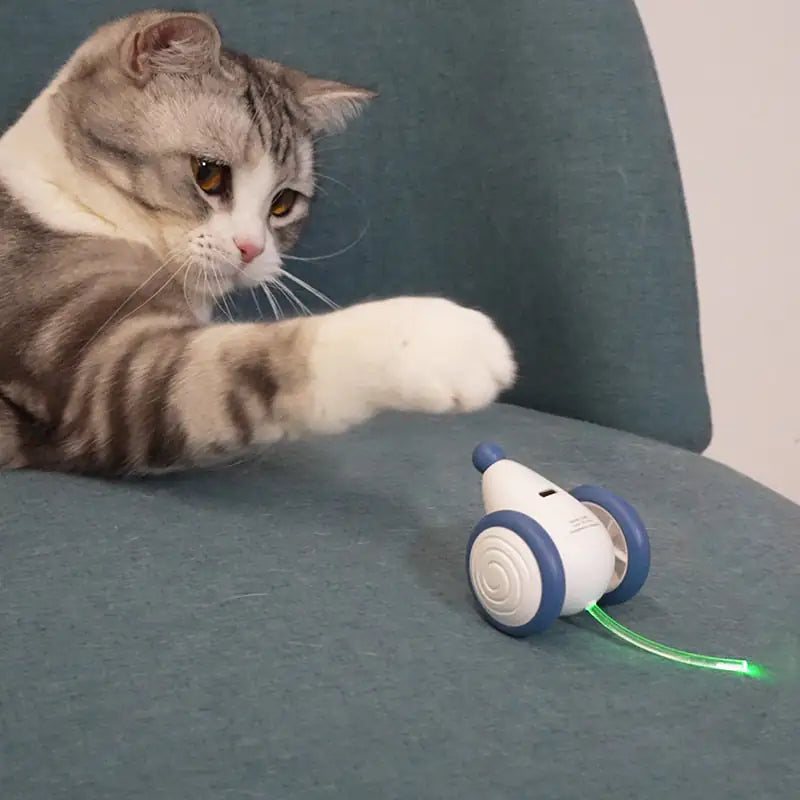 "RolCat" - POPULAARSEIM KASSIDE MÄNGUASI 2024 🌟🌟
