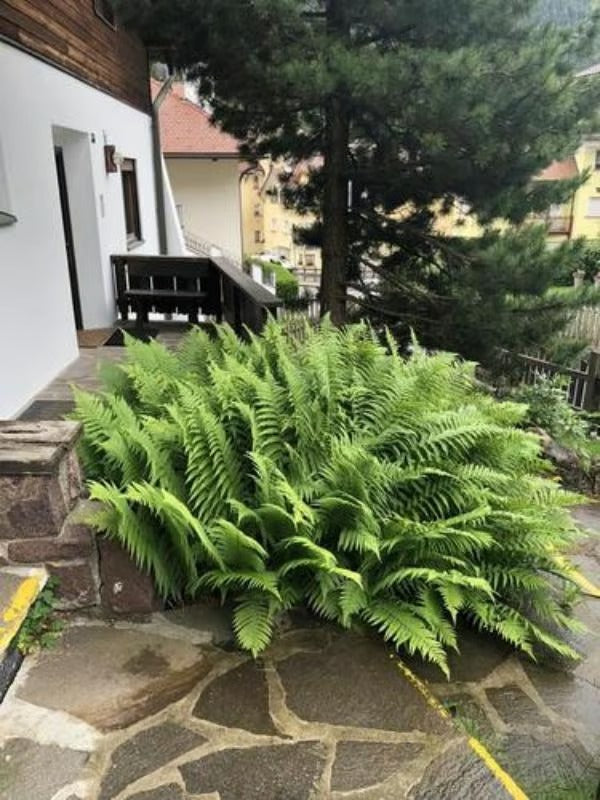 UV-kindel realistlik kunstlik Bostoni sõnajalg