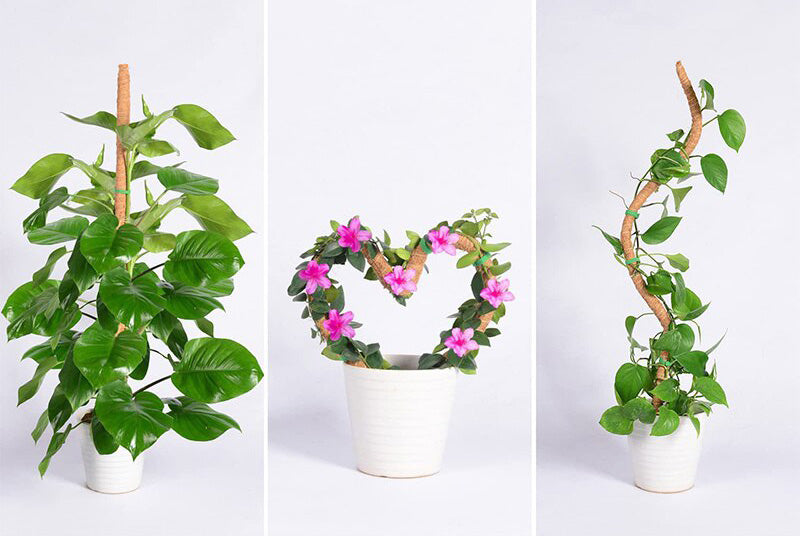 "FlexiClimb" - paindlik taimetugi