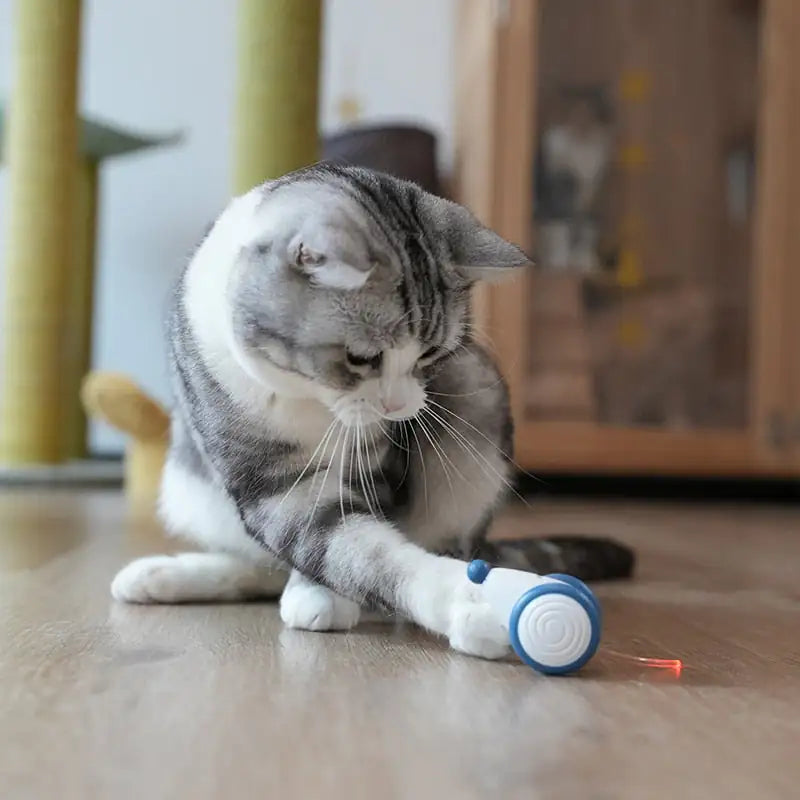 "RolCat" - POPULAARSEIM KASSIDE MÄNGUASI 2024 🌟🌟